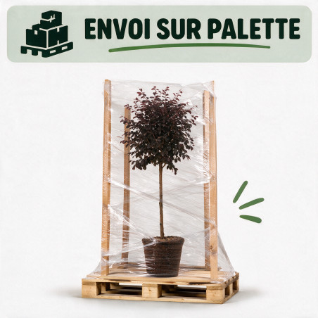 Loropétale de Chine Fede - Loropetalum chinense Fede Demi-tige Pot 7L - 140cm