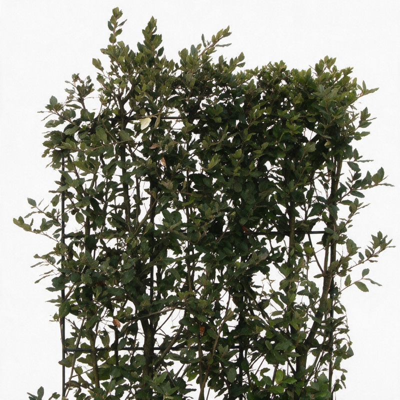 Chêne vert - Quercus ilex Espalier 140x80cm - Haie en bac 80cm