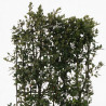 Chêne vert - Quercus ilex Espalier 140x80cm - Haie en bac 80cm