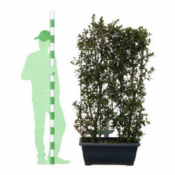 Chêne vert - Quercus ilex Espalier 140x80cm - Haie en bac 80cm