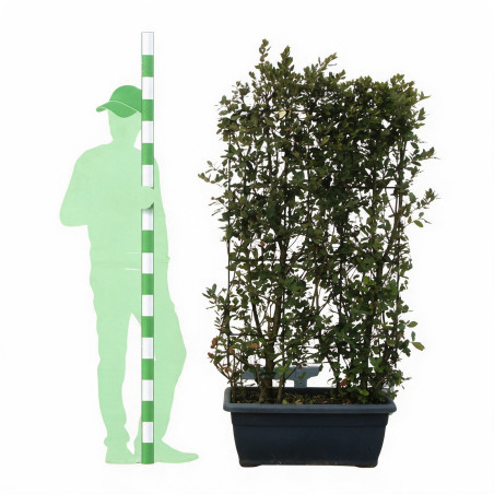 Chêne vert - Quercus ilex Espalier 140x80cm - Haie en bac 80cm