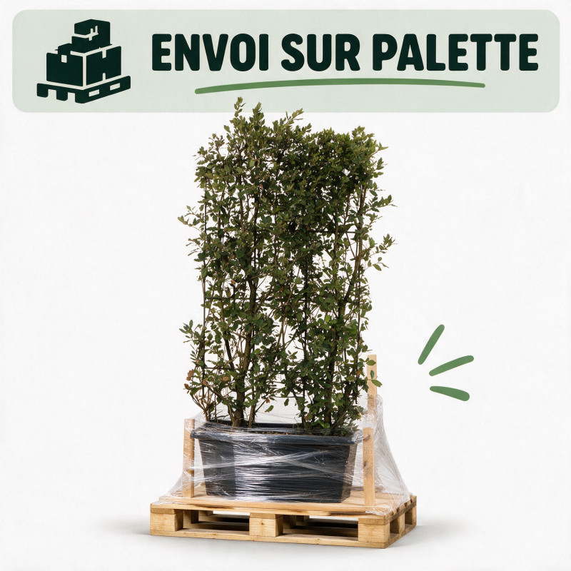 Chêne vert - Quercus ilex Espalier 140x80cm - Haie en bac 80cm