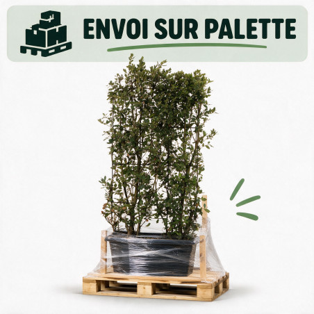 Chêne vert - Quercus ilex Espalier 140x80cm - Haie en bac 80cm