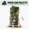 Chêne vert - Quercus ilex Espalier 140x80cm - Haie en bac 80cm