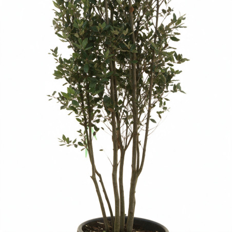 Chêne vert - Quercus ilex Champignon 200/220cm Pot 70L