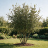 Chêne vert - Quercus ilex Champignon 200/220cm Pot 70L