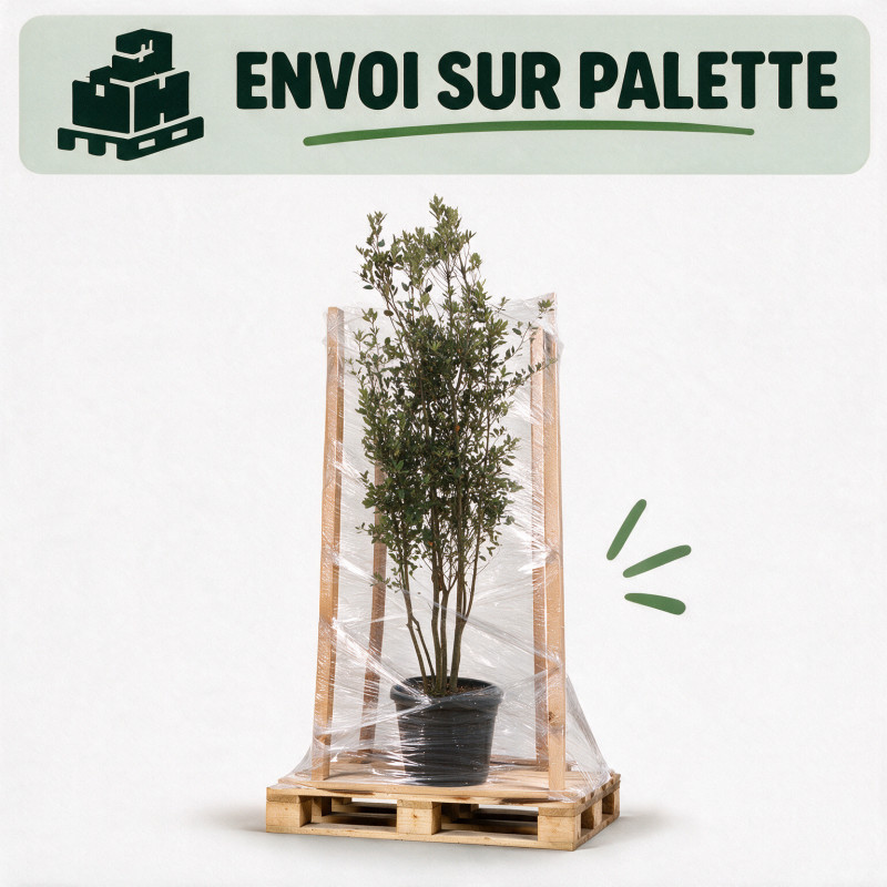 Chêne vert - Quercus ilex Champignon 200/220cm Pot 70L