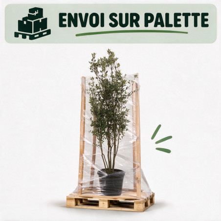 Chêne vert - Quercus ilex Champignon 200/220cm Pot 70L