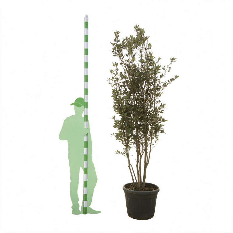 Chêne vert - Quercus ilex Champignon 200/220cm Pot 70L