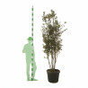 Chêne vert - Quercus ilex Champignon 200/220cm Pot 70L