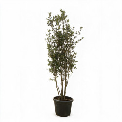 Chêne vert - Quercus ilex Champignon 200/220cm Pot 70L