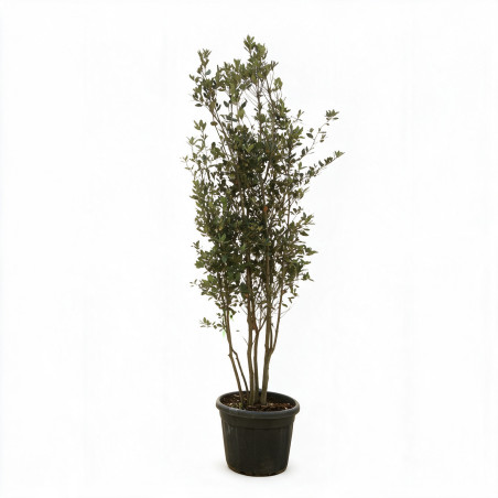Chêne vert - Quercus ilex Champignon 200/220cm Pot 70L