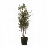 Chêne vert - Quercus ilex Champignon 200/220cm Pot 70L