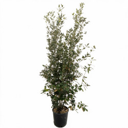 Chêne vert - Quercus ilex 150/170cm Pot 15L