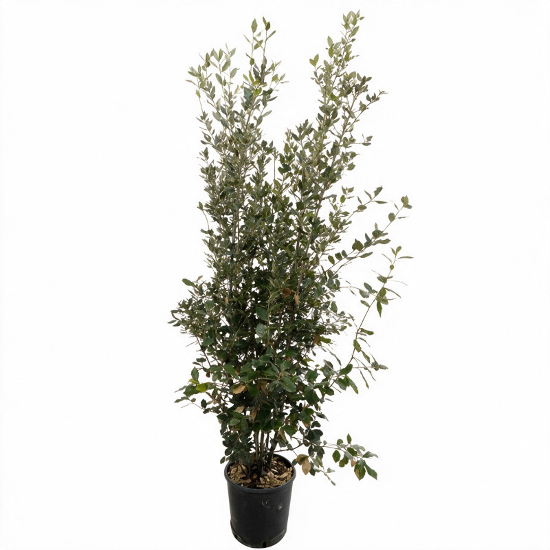 Chêne vert - Quercus ilex 150/170cm Pot 15L