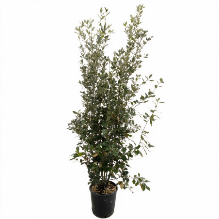 Chêne vert - Quercus ilex 150/170cm Pot 15L