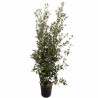 Chêne vert - Quercus ilex 150/170cm Pot 15L