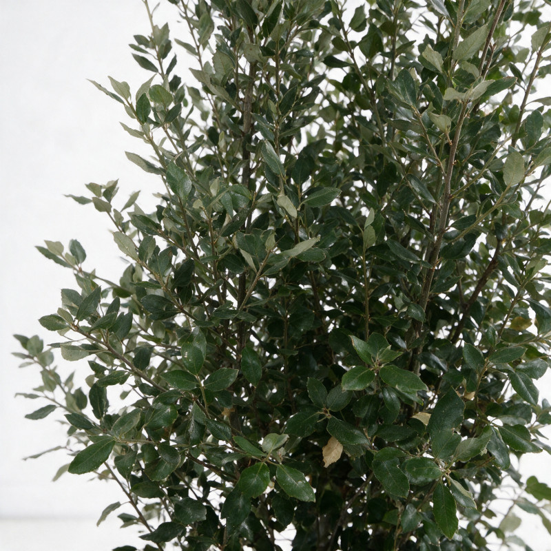 Chêne vert - Quercus ilex 150/170cm Pot 15L