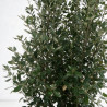 Chêne vert - Quercus ilex 150/170cm Pot 15L