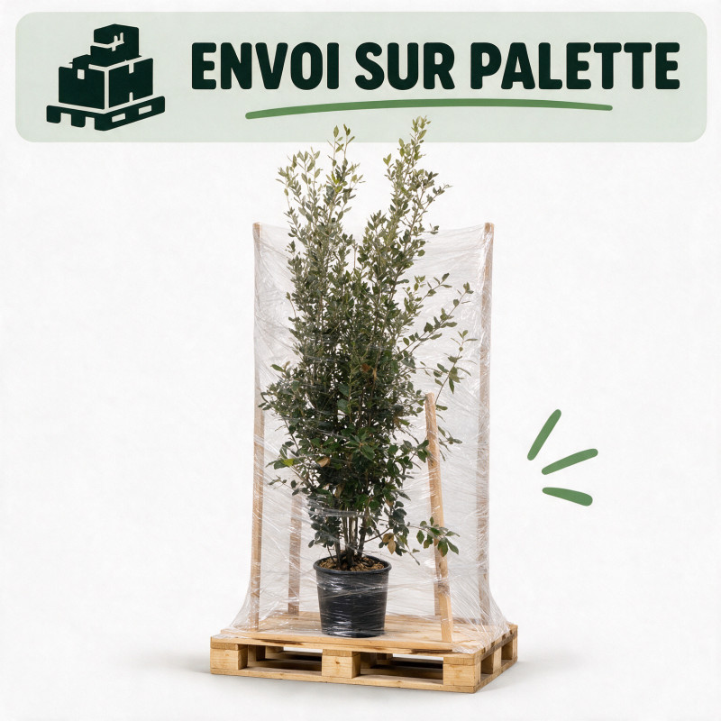 Chêne vert - Quercus ilex 150/170cm Pot 15L