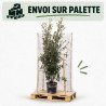 Chêne vert - Quercus ilex 150/170cm Pot 15L