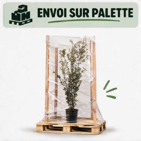 Chêne vert - Quercus ilex 175/195cm Pot 18L