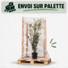 Chêne vert - Quercus ilex 175/195cm Pot 18L