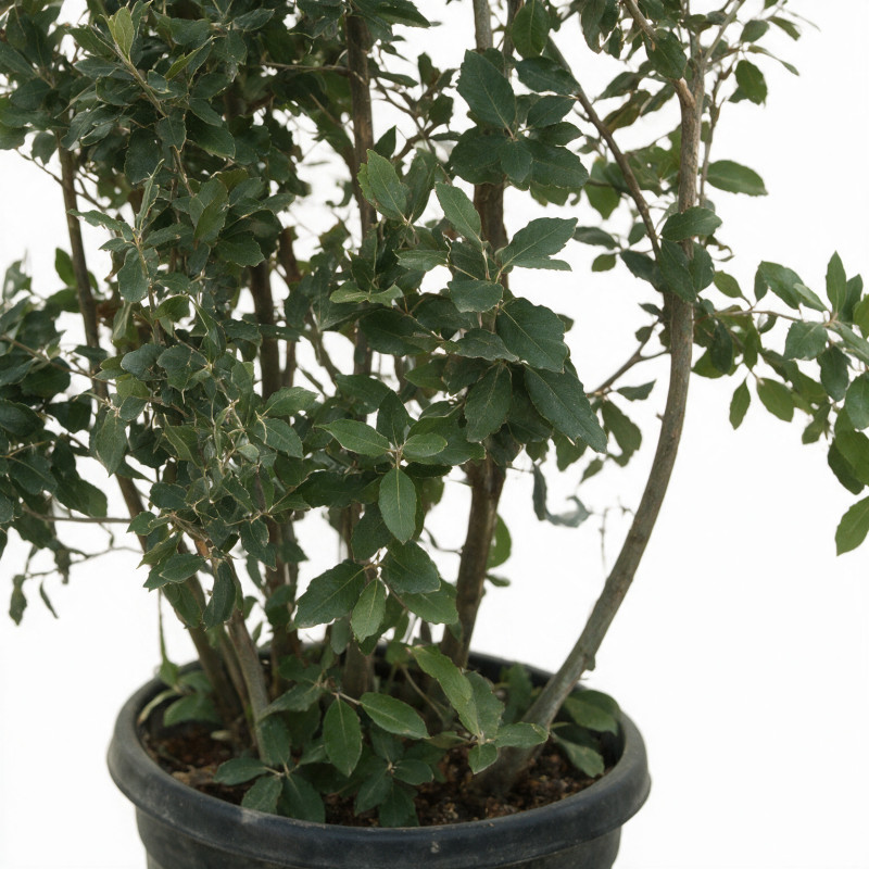 Chêne vert - Quercus ilex 150/200cm Pot 45L