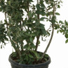 Chêne vert - Quercus ilex 150/200cm Pot 45L