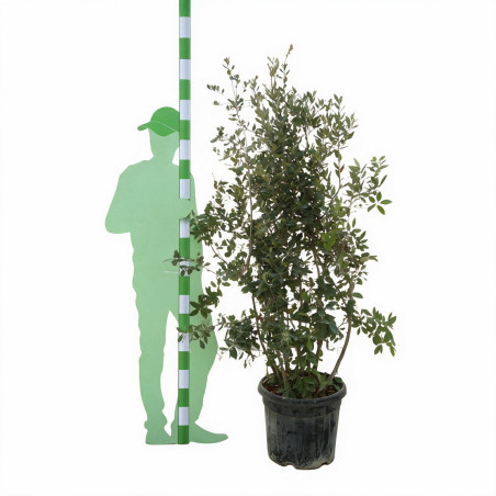 Chêne vert - Quercus ilex 150/200cm Pot 45L