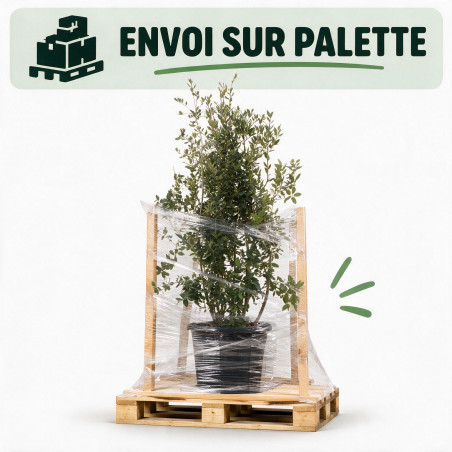 Chêne vert - Quercus ilex 150/200cm Pot 45L