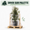 Chêne vert - Quercus ilex 150/200cm Pot 45L