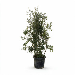 Chêne vert - Quercus ilex 150/200cm Pot 45L