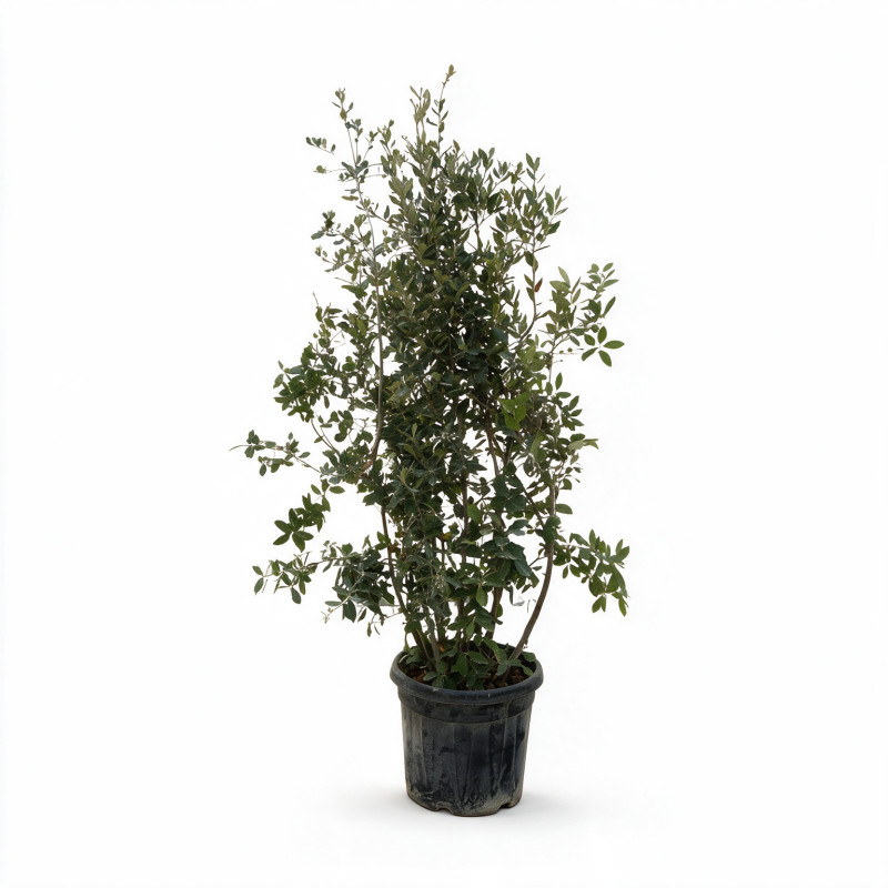 Chêne vert - Quercus ilex 150/200cm Pot 45L