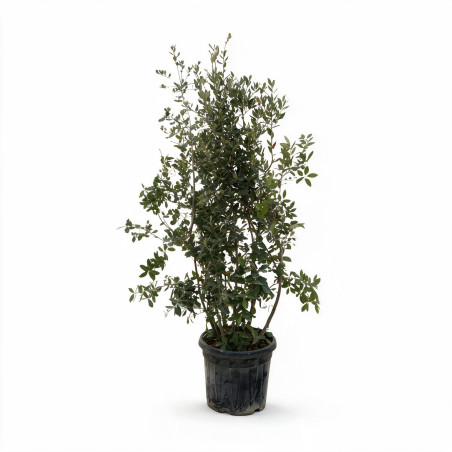 Chêne vert - Quercus ilex 150/200cm Pot 45L
