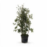 Chêne vert - Quercus ilex 150/200cm Pot 45L