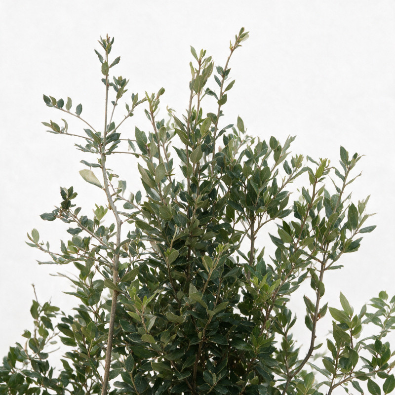 Chêne vert - Quercus ilex 150/200cm Pot 45L