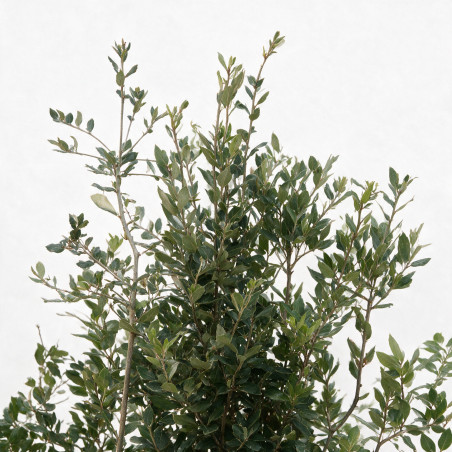 Chêne vert - Quercus ilex 150/200cm Pot 45L