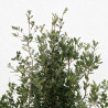 Chêne vert - Quercus ilex 150/200cm Pot 45L