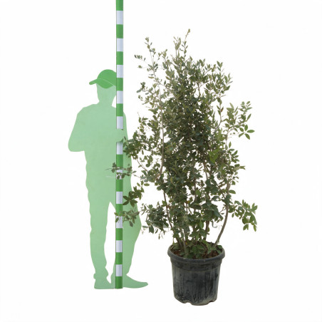 Chêne vert - Quercus ilex 150/200cm Pot 45L