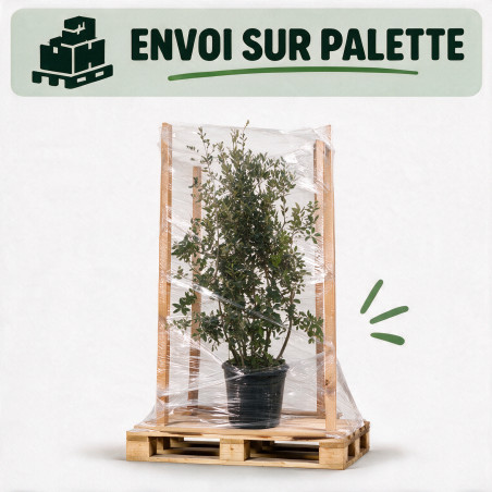 Chêne vert - Quercus ilex 150/200cm Pot 45L