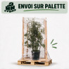 Chêne vert - Quercus ilex 150/200cm Pot 45L