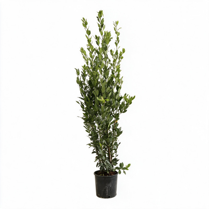 Laurier-sauce - Laurus nobilis 150/175cm Pot 15L
