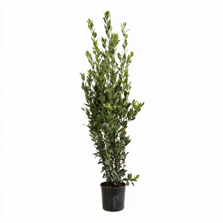 Laurier-sauce - Laurus nobilis 150/175cm Pot 15L