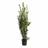 Laurier-sauce - Laurus nobilis 150/175cm Pot 15L