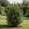 Laurier-sauce - Laurus nobilis 150/175cm Pot 15L