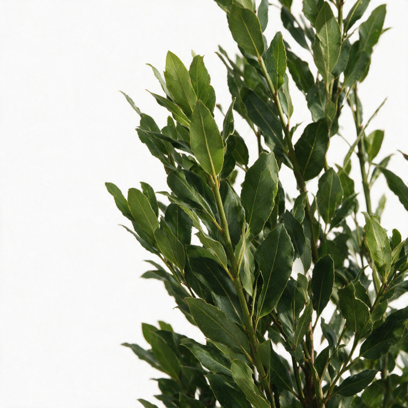 Laurier-sauce - Laurus nobilis 150/175cm Pot 15L