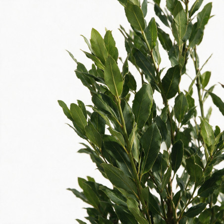 Laurier-sauce - Laurus nobilis 150/175cm Pot 15L