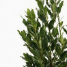 Laurier-sauce - Laurus nobilis 150/175cm Pot 15L