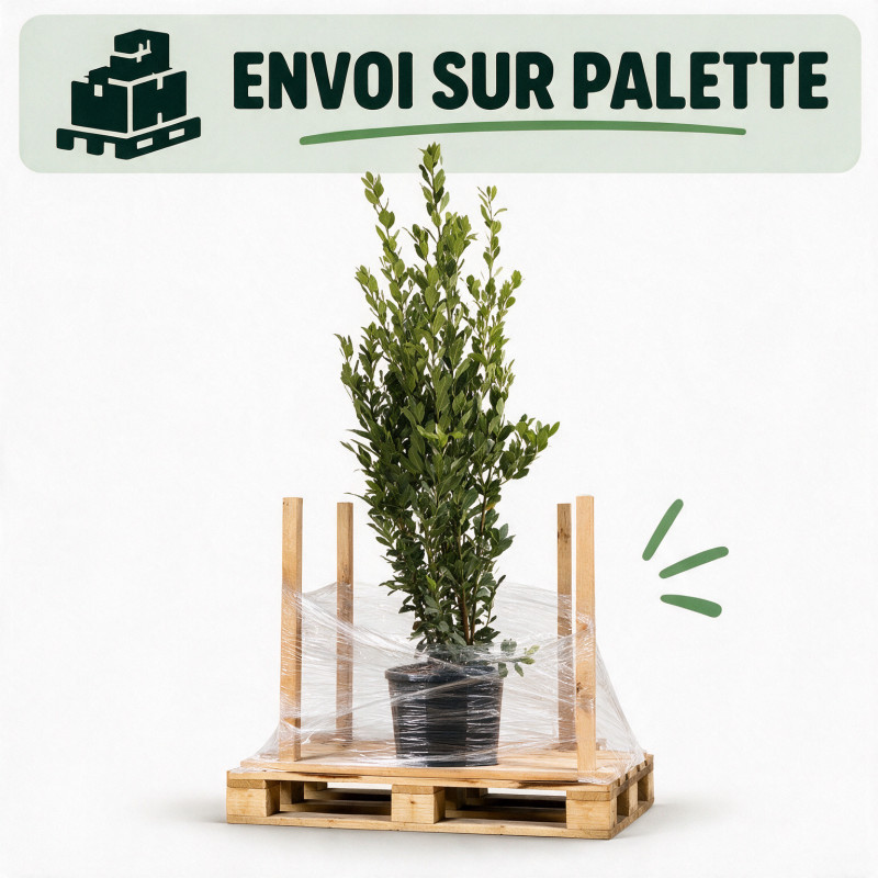 Laurier-sauce - Laurus nobilis 150/175cm Pot 15L